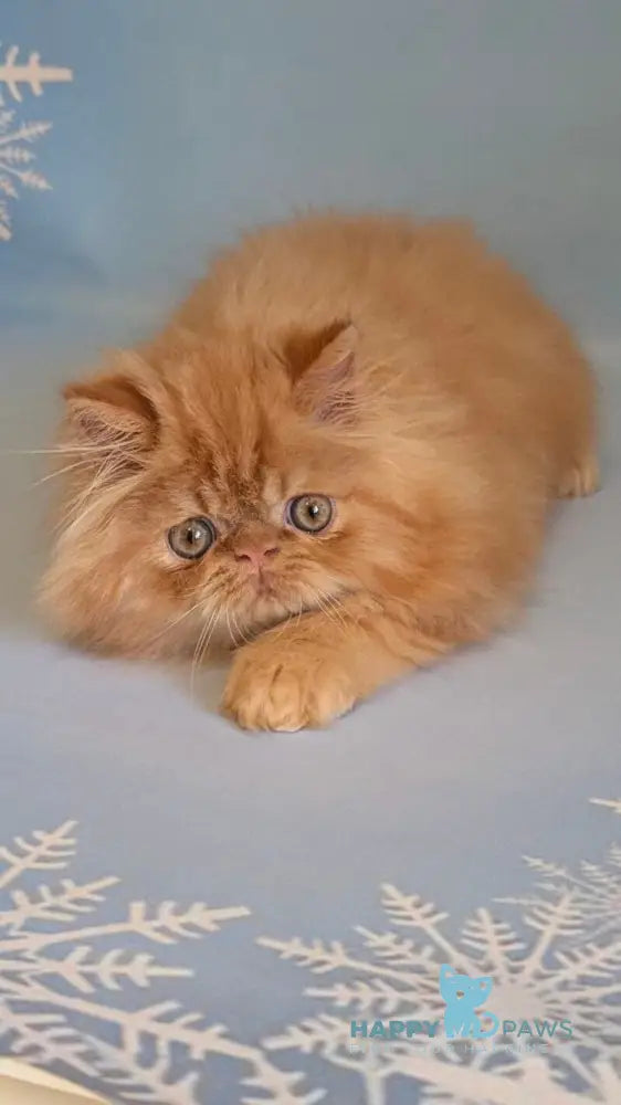 Persey Persian male red tabby live animals