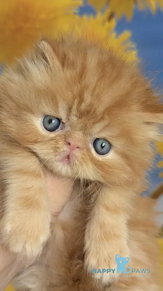 Persey Persian male red tabby live animals
