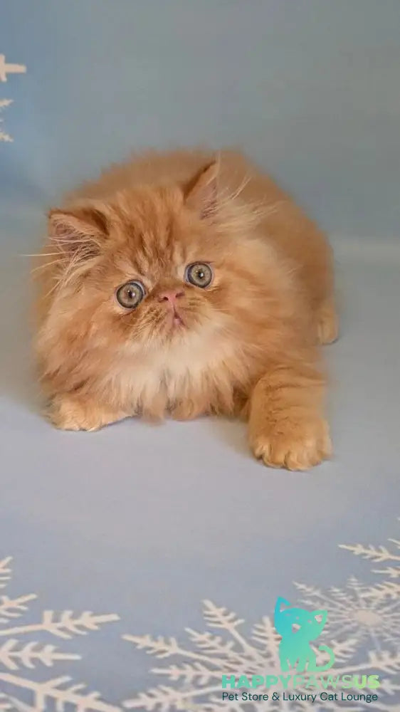 Persey Persian male red tabby live animals