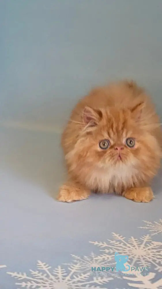 Persey Persian male red tabby live animals