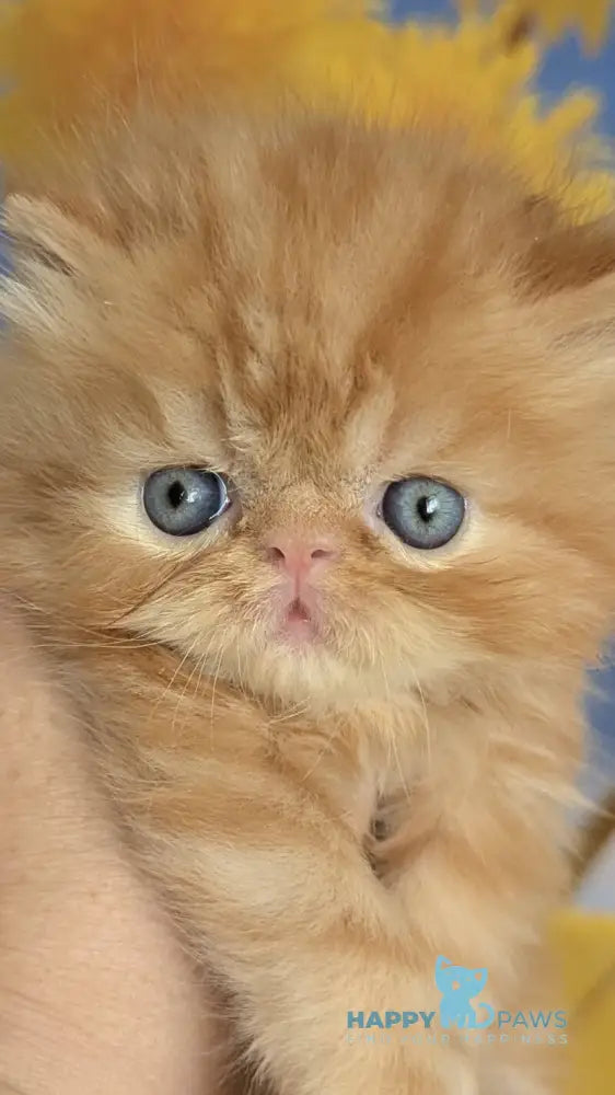 Persey Persian male red tabby live animals