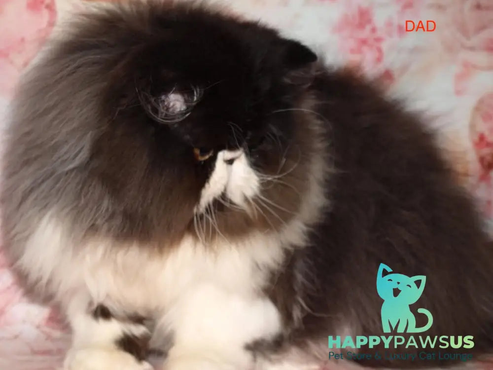 Persey Persian male red tabby live animals