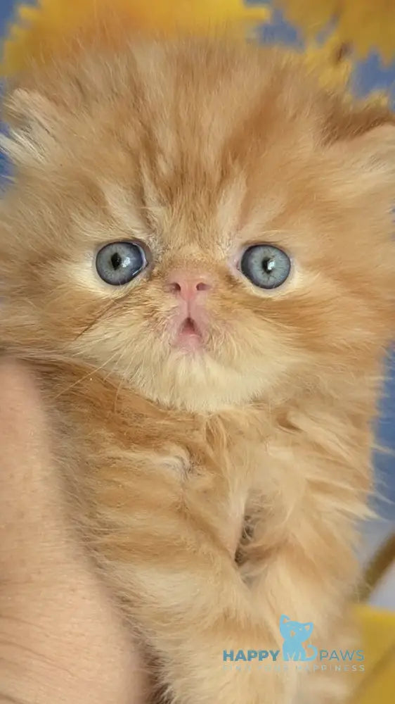 Persey Persian male red tabby live animals