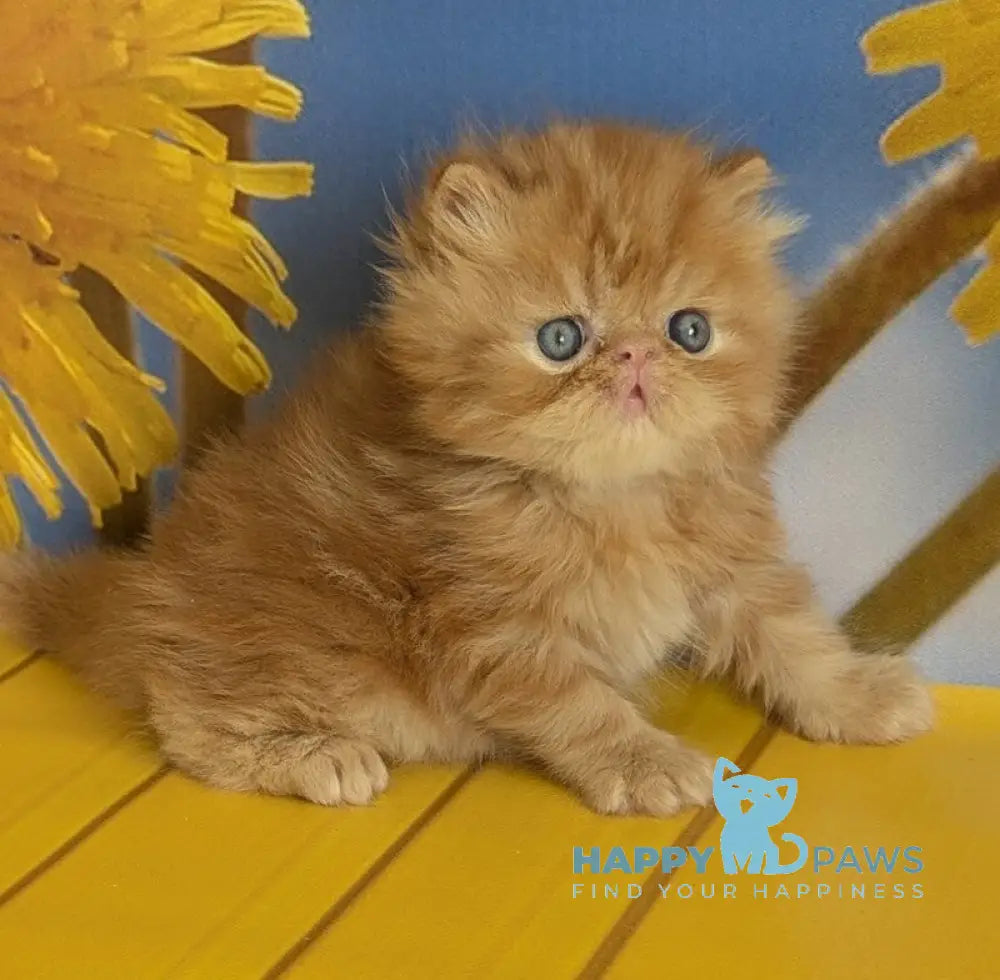 Persey Persian male red tabby live animals