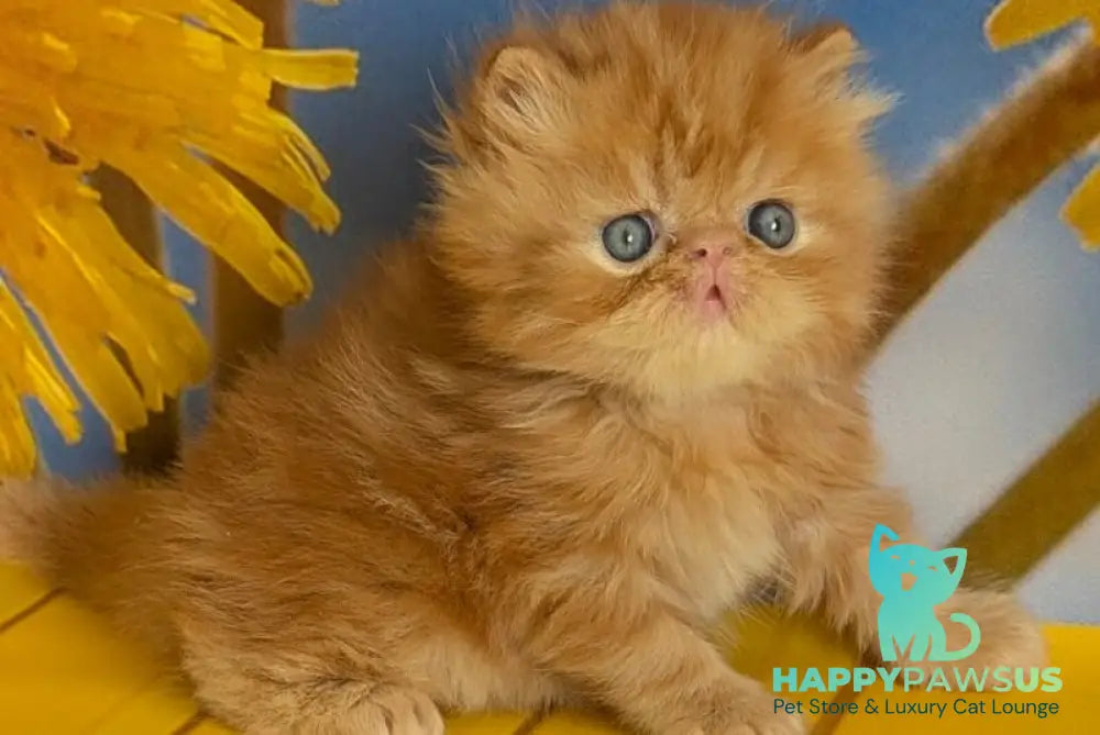 Persey Persian male red tabby live animals