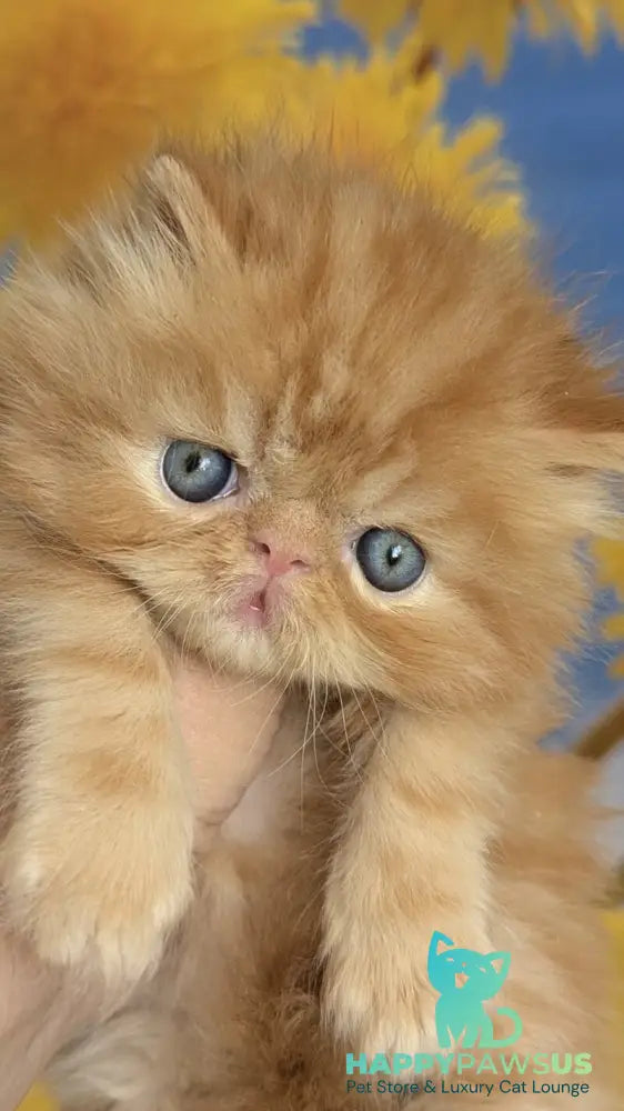 Persey Persian male red tabby live animals