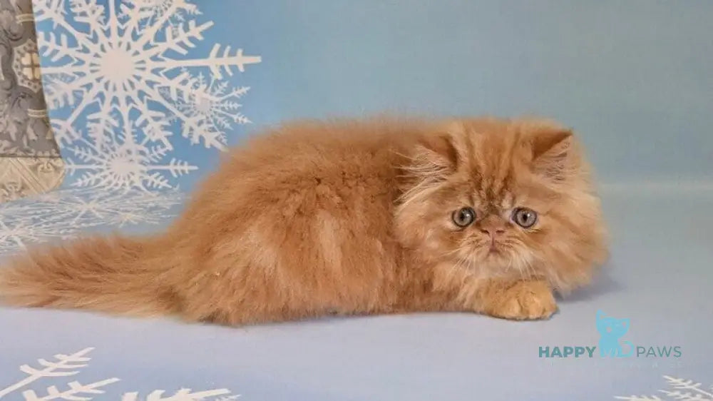 Persey Persian male red tabby live animals