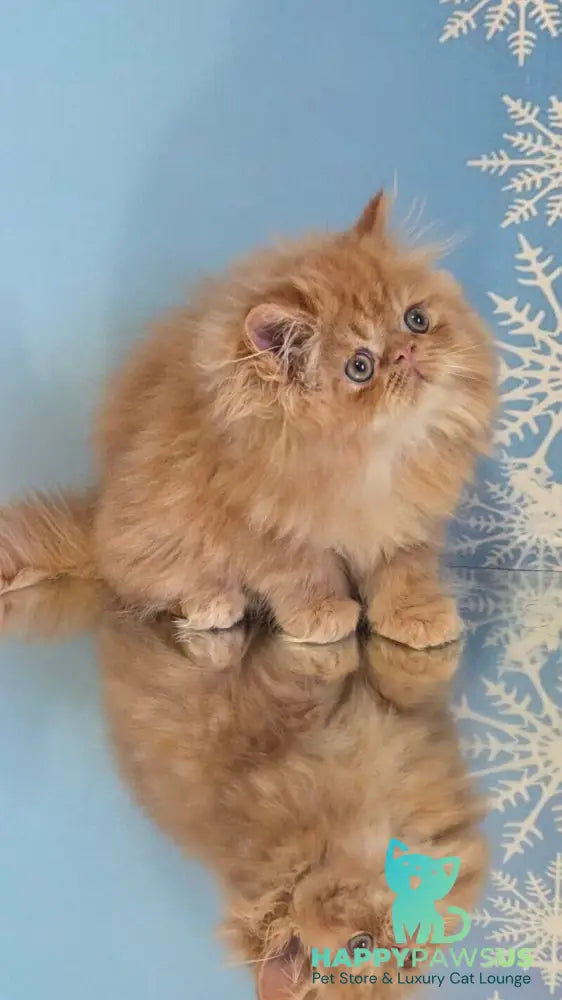Persey Persian male red tabby live animals