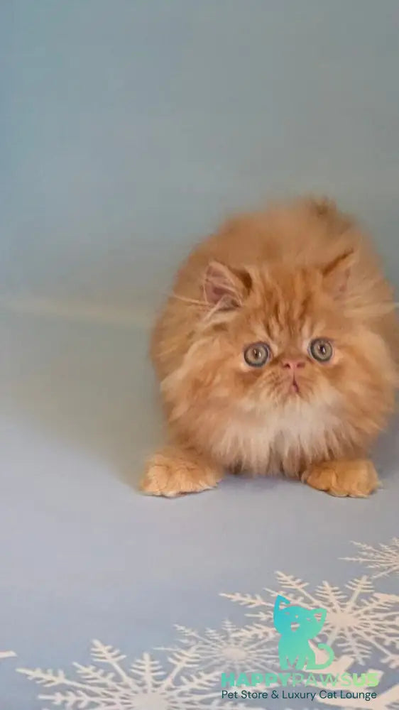 Persey Persian male red tabby live animals