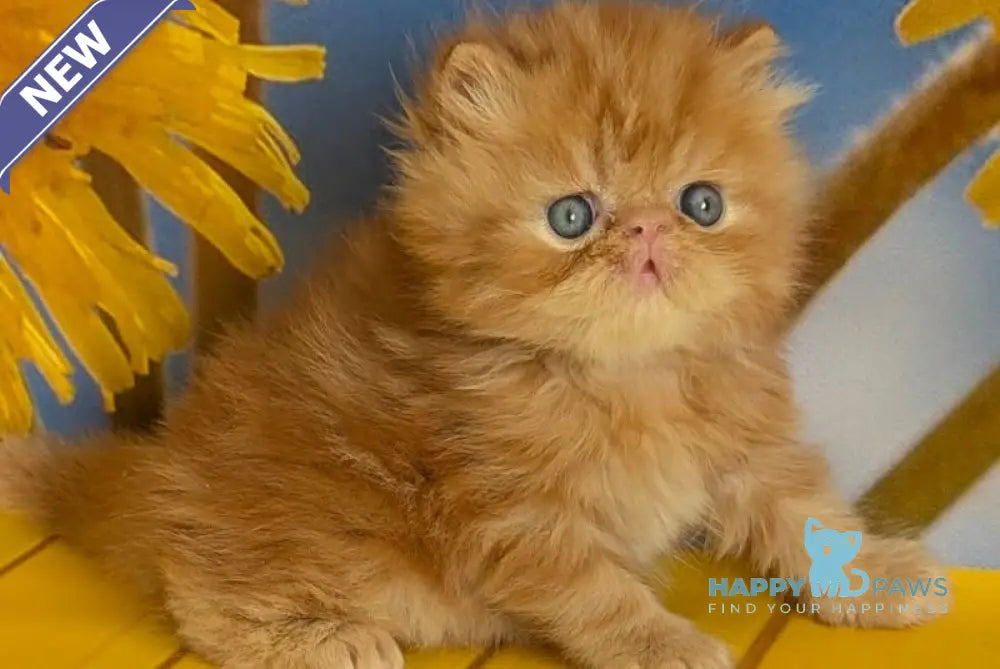 Persey Persian male red tabby live animals