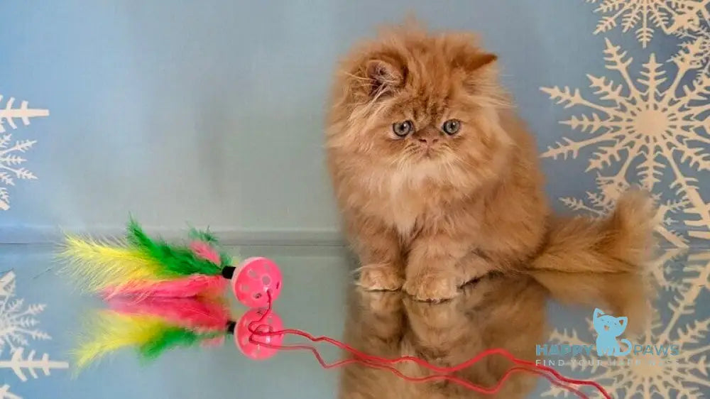 Persey Persian male red tabby live animals