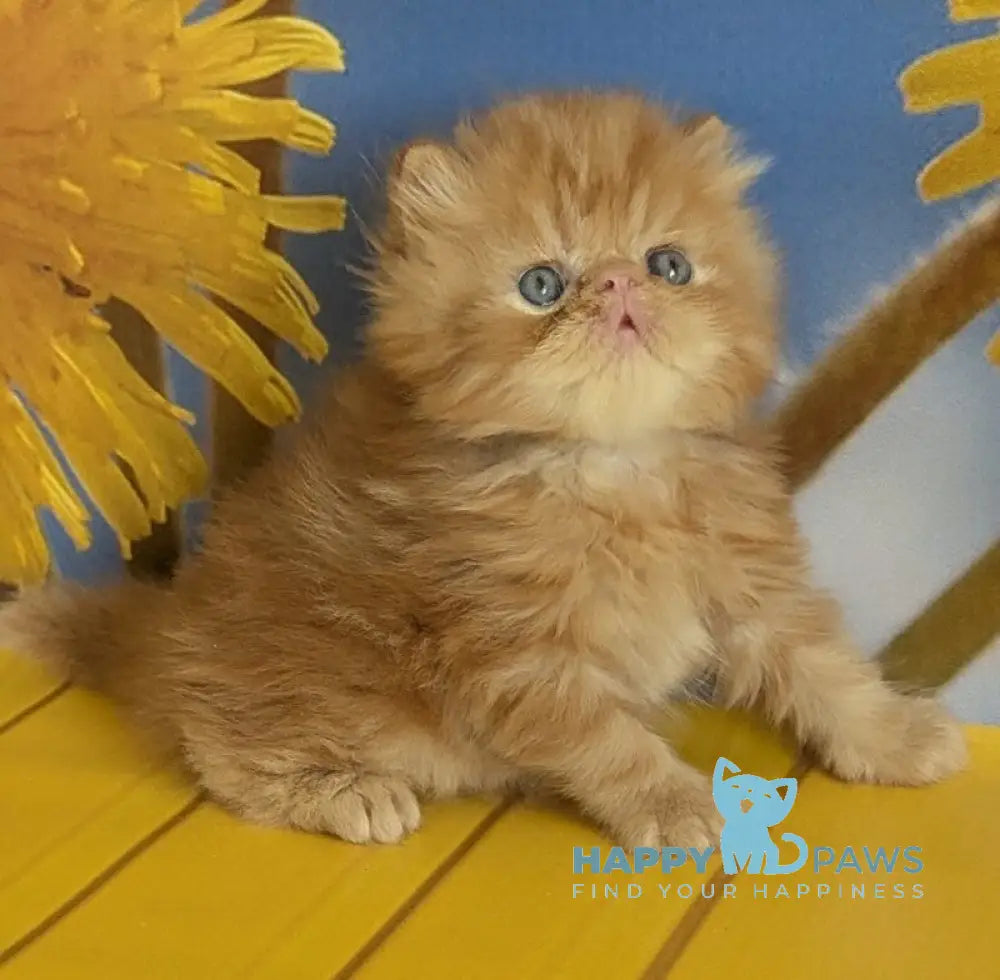 Persey Persian male red tabby live animals