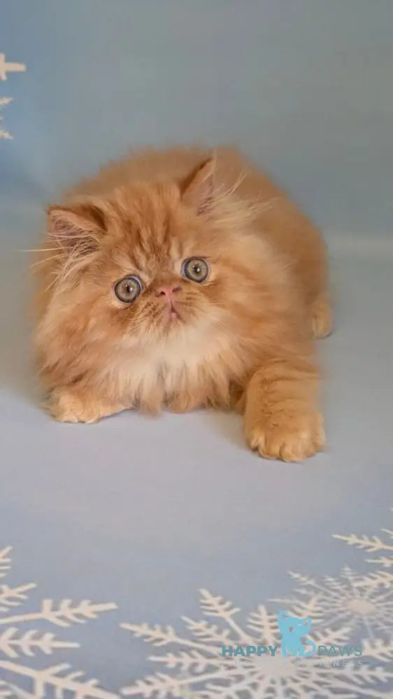 Persey Persian male red tabby live animals