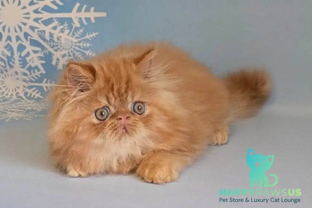 Persey Persian male red tabby live animals