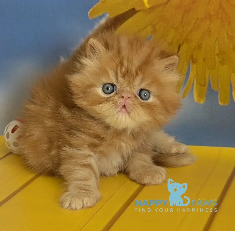 Persey Persian male red tabby live animals