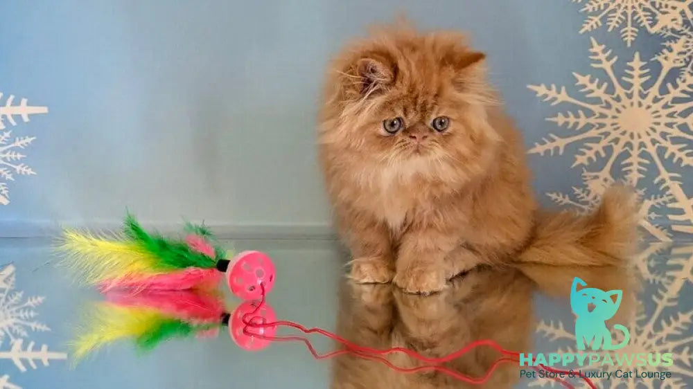 Persey Persian male red tabby live animals