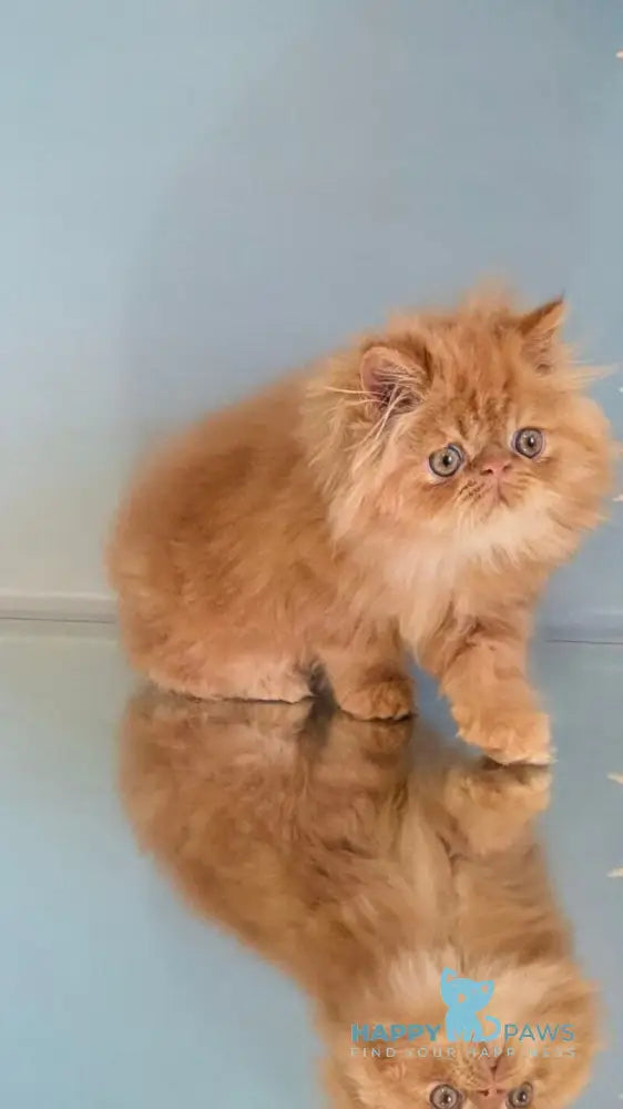 Persey Persian male red tabby live animals