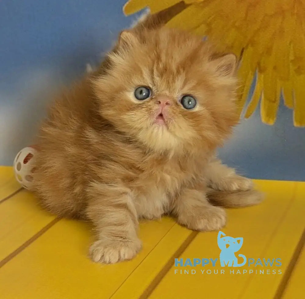Persey Persian male red tabby live animals