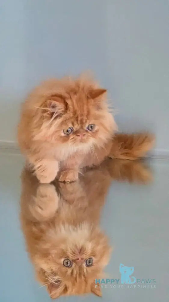 Persey Persian male red tabby live animals