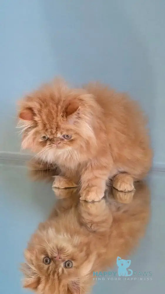 Persey Persian male red tabby live animals