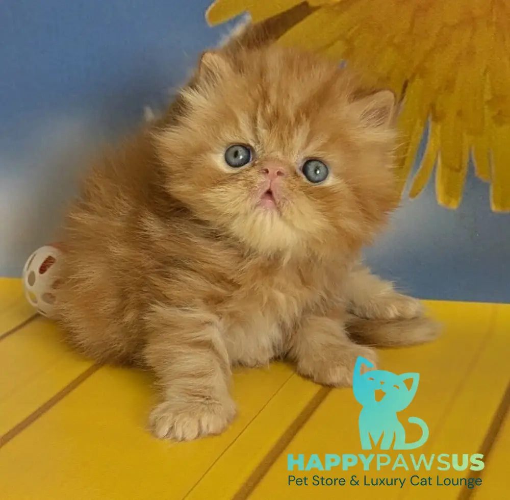 Persey Persian male red tabby live animals