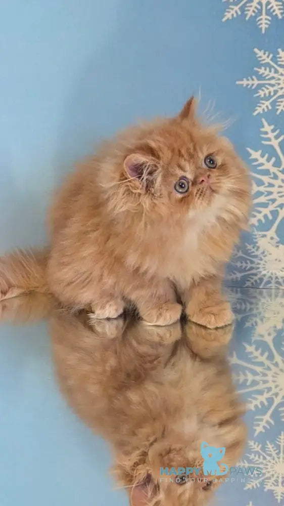 Persey Persian male red tabby live animals