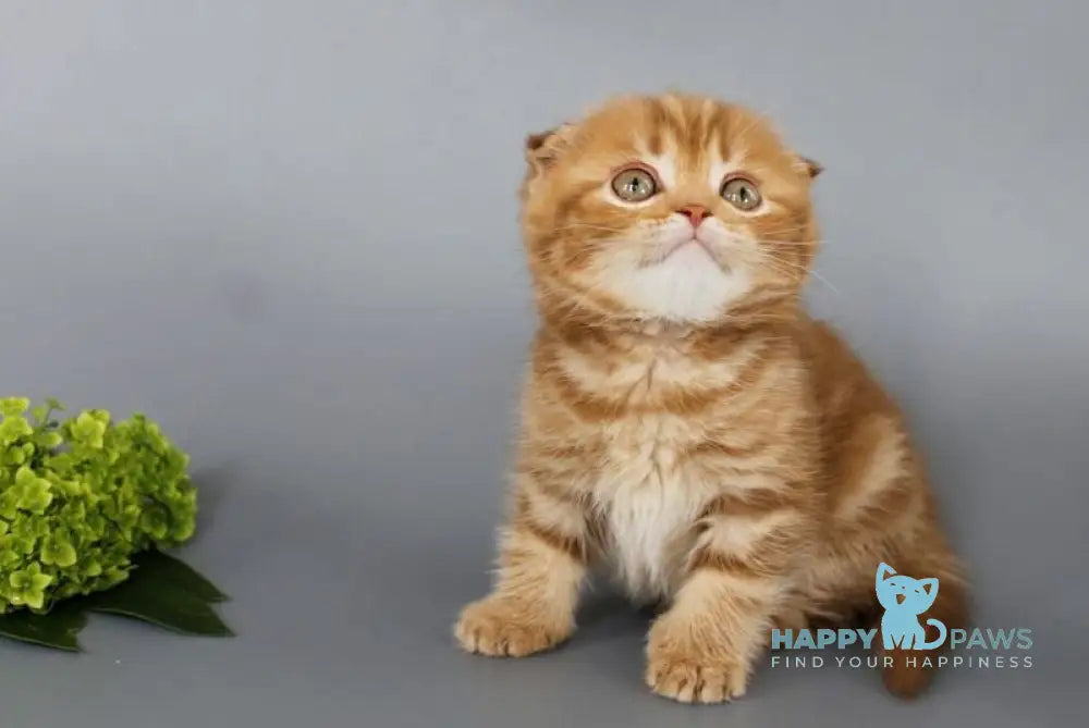 Persey Scottish Fold male cinnamon tabby live animals