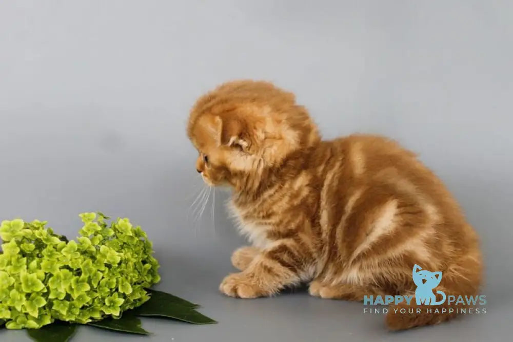Persey Scottish Fold male cinnamon tabby live animals