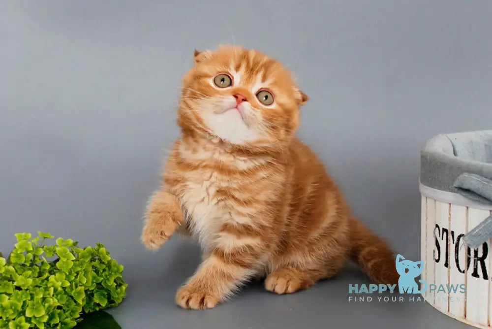 Persey Scottish Fold male cinnamon tabby live animals