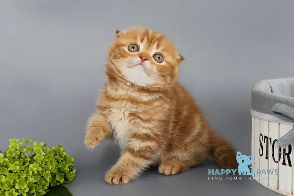 Persey Scottish Fold male cinnamon tabby live animals