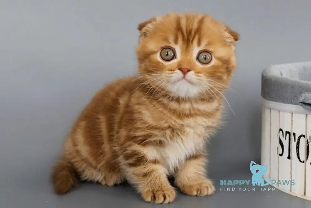 Persey Scottish Fold male cinnamon tabby live animals