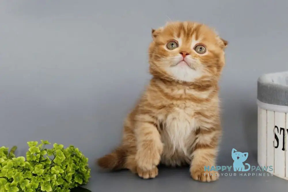 Persey Scottish Fold male cinnamon tabby live animals