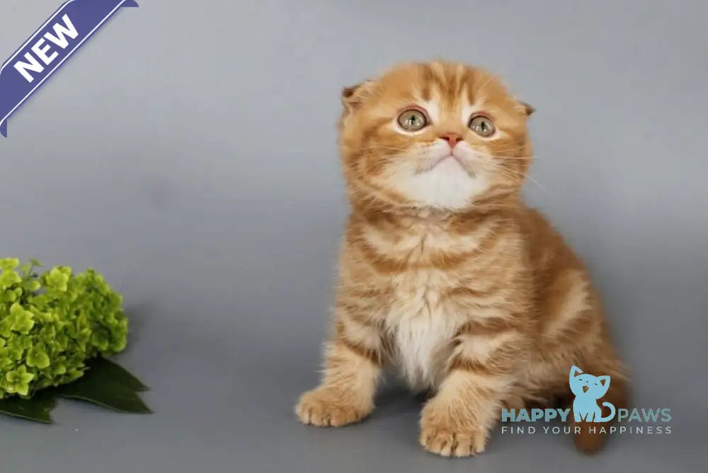 Persey Scottish Fold male cinnamon tabby live animals