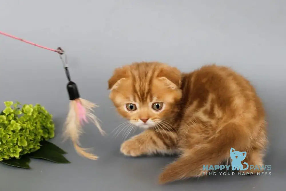 Persey Scottish Fold male cinnamon tabby live animals
