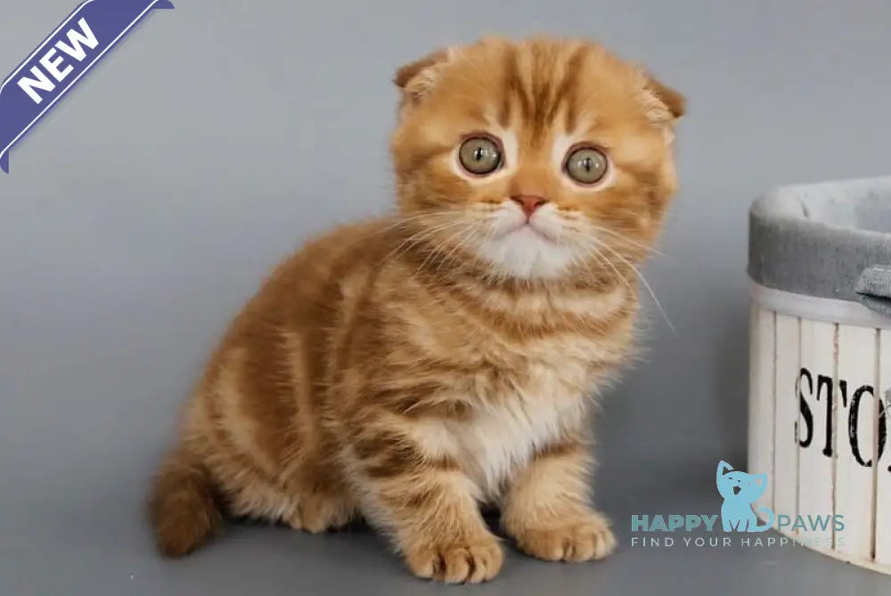 Persey Scottish Fold male cinnamon tabby live animals