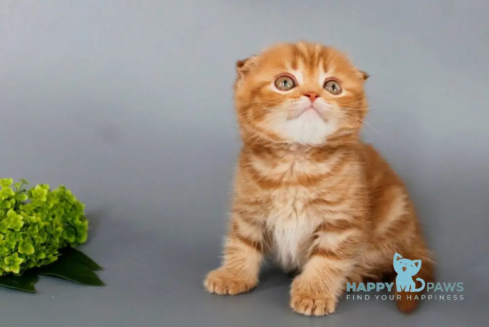 Persey Scottish Fold male cinnamon tabby live animals