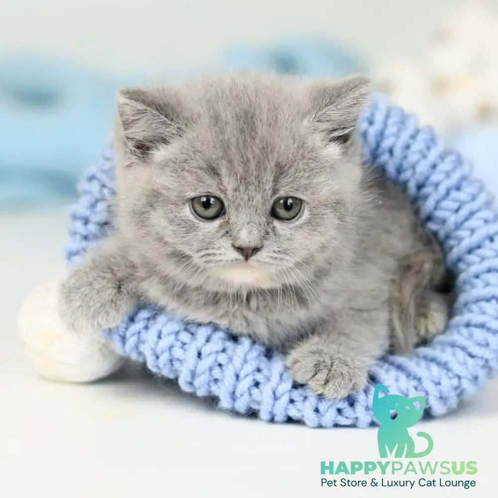 Perseya British Shorthair female blue tortie - live animals