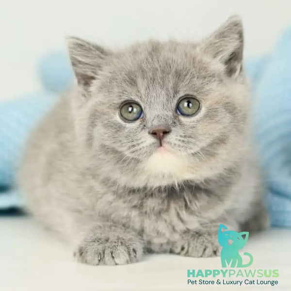 Perseya British Shorthair female blue tortie - live animals