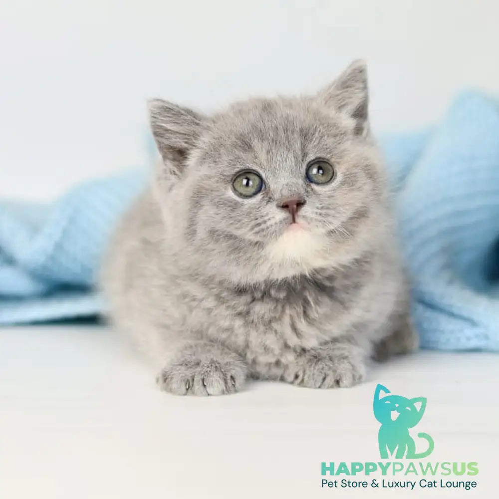 Perseya British Shorthair female blue tortie - live animals