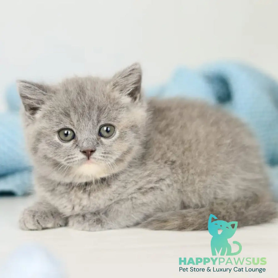 Perseya British Shorthair female blue tortie - live animals