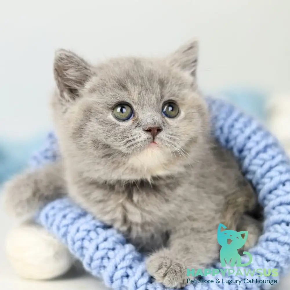 Perseya British Shorthair female blue tortie - live animals