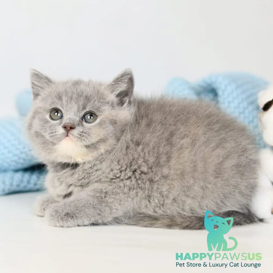 Perseya British Shorthair female blue tortie - live animals