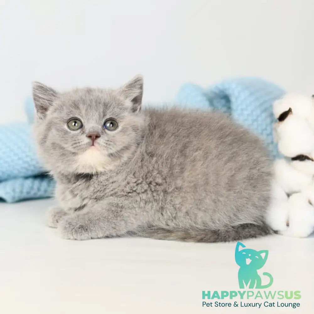 Perseya British Shorthair female blue tortie - live animals