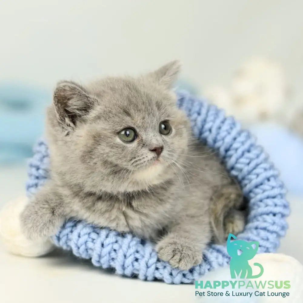 Perseya British Shorthair female blue tortie - live animals