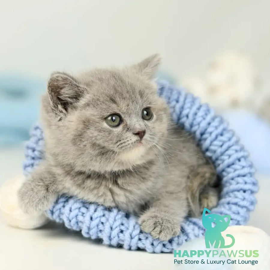 Perseya British Shorthair female blue tortie - live animals
