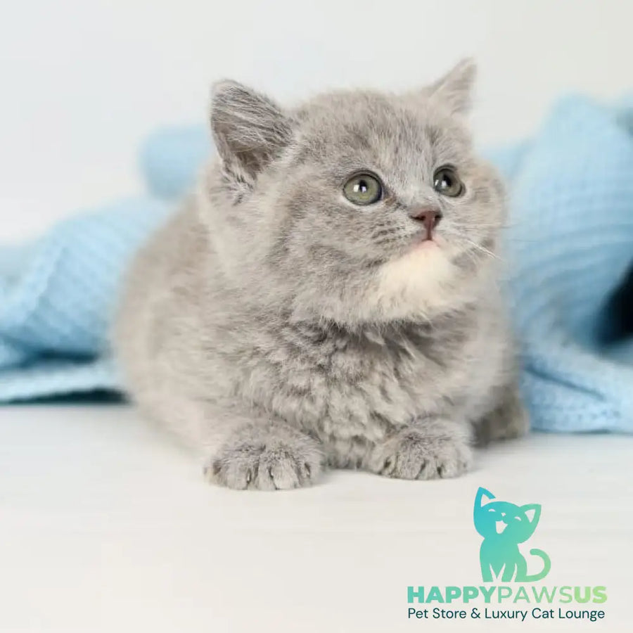 Perseya British Shorthair female blue tortie - live animals