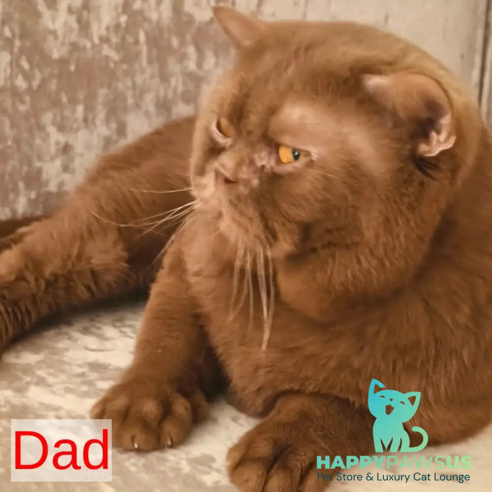 Perseya British Shorthair female blue tortie - live animals
