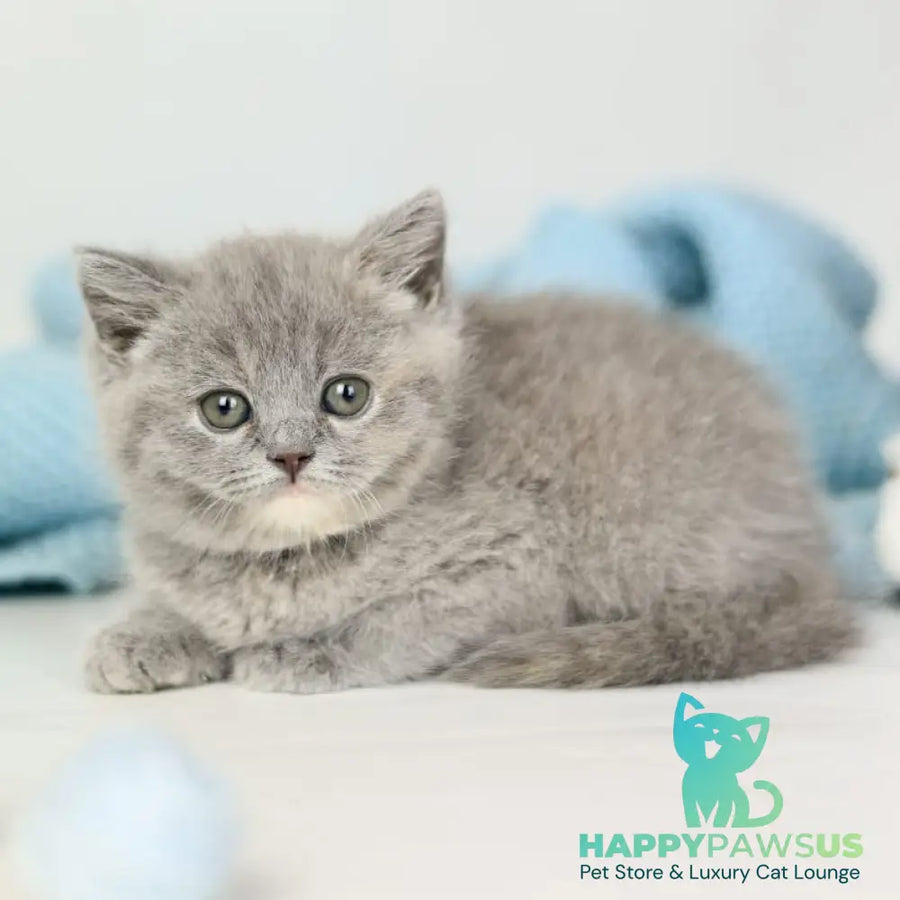 Perseya British Shorthair female blue tortie - live animals