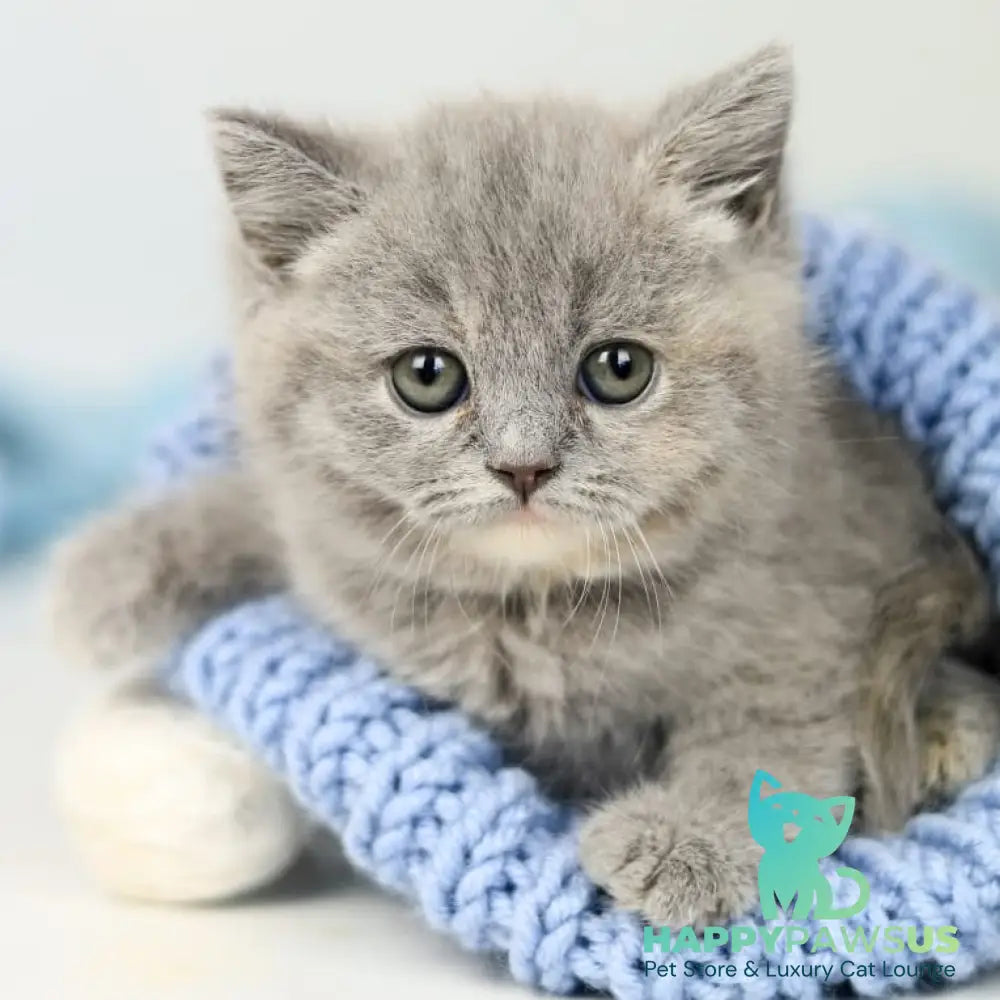 Perseya British Shorthair female blue tortie - live animals