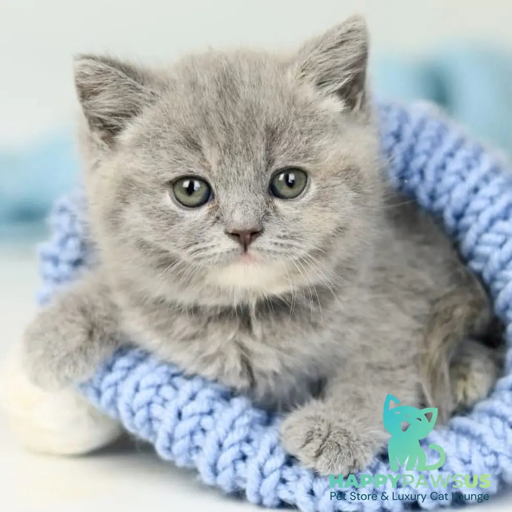 Perseya British Shorthair female blue tortie - live animals